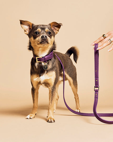 Da Piacenza Dog Leash - TANK TINKER