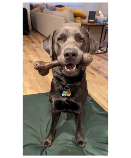 Give A Dog A Bone! - TANK TINKER