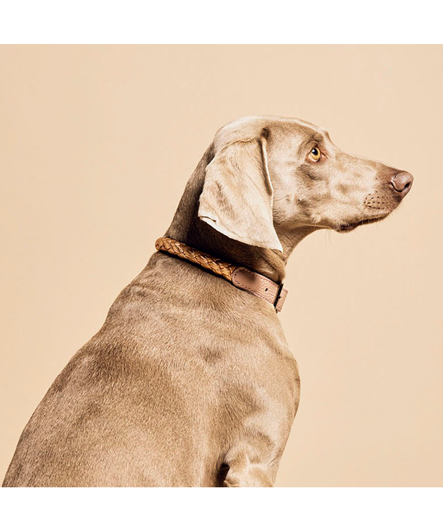 Fracci Dog Collar - TANK TINKER