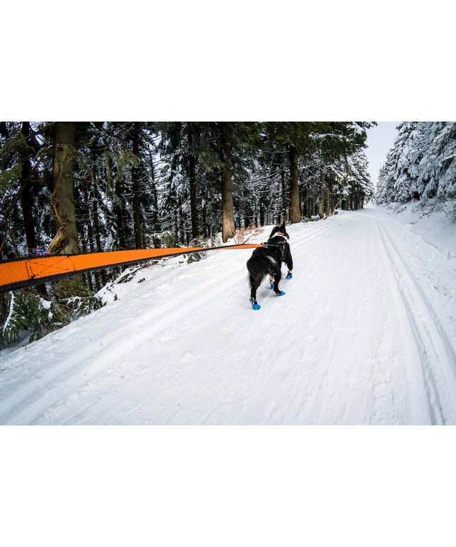 Bungee leash