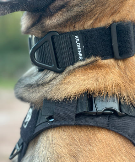 BCH Big Dog Collar Heavy Duty - TANK TINKER