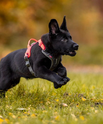 Ramble harness