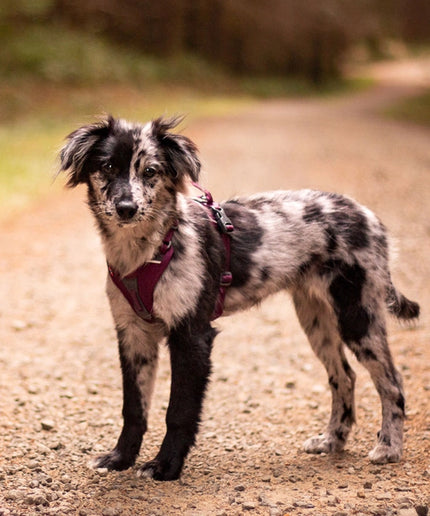 Ramble harness