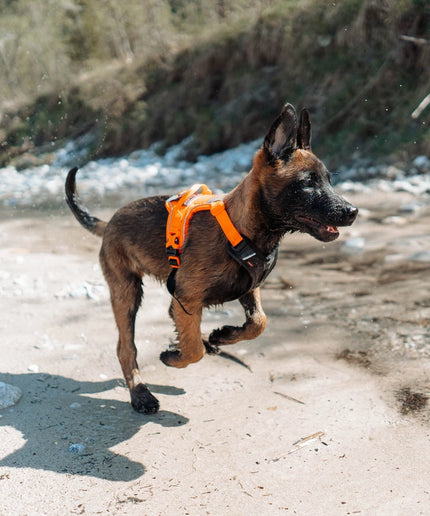 Ramble harness