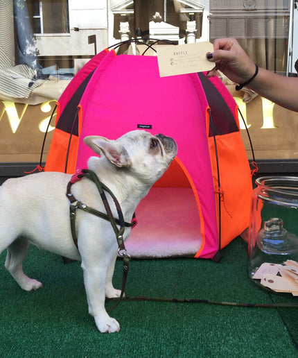 Pup Tent Hound Lounge - TANK TINKER